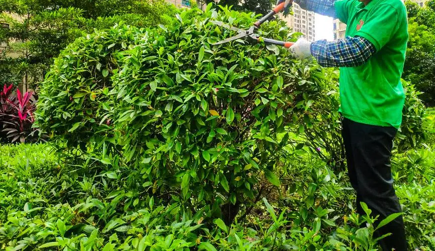 偃师绿化和市容局