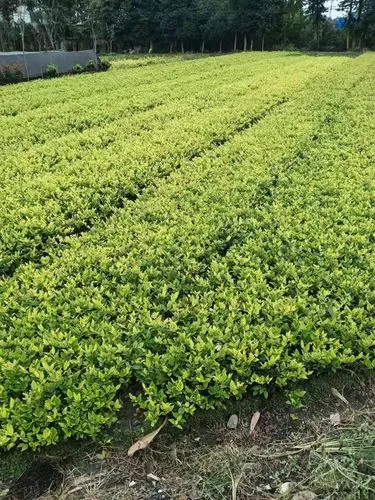 新沂绿化工程招标公告